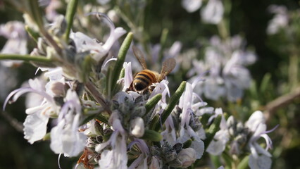 A yellow jacket bee in the middle of pollination