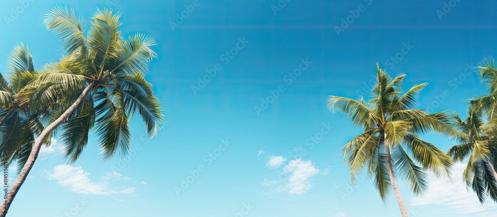 Poster a stunning tropical scenery featuring palm trees against a backdrop of a clear blue sky. with copy s