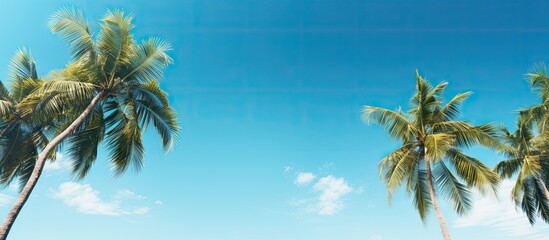 A stunning tropical scenery featuring palm trees against a backdrop of a clear blue sky. with copy...