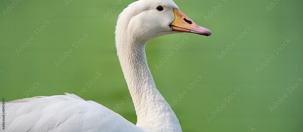 Poster Profile view of a swan goose with a green background. with copy space image. Place for adding text or design