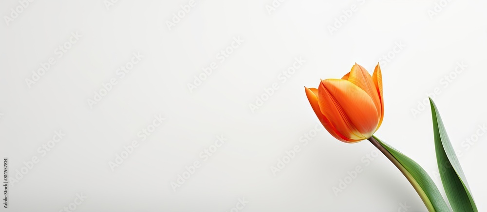 Poster a close up copy space image featuring a beautiful tulip flower against a clean white backdrop