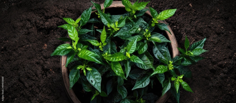Poster a top down view of pepper plants in a pot placed on the ground with empty space around the image. wi