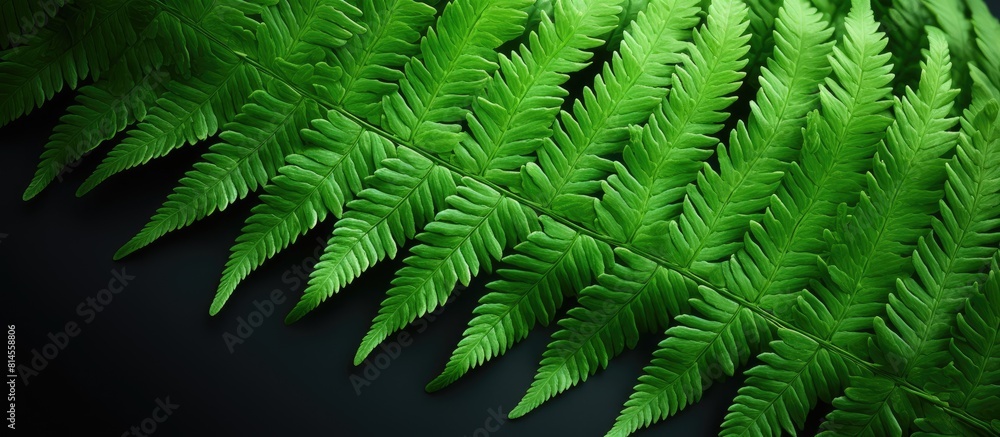 Poster A close up studio photo of a vibrant green fern leaf with plenty of copy space image