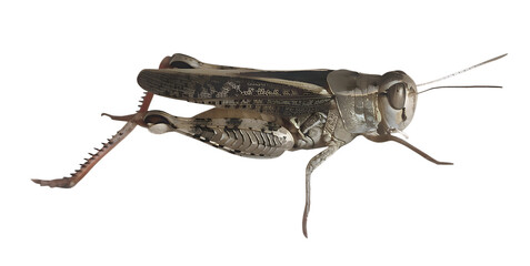 A locust isolated on transparent background
