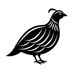 illustration of a quail bird