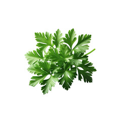 Fototapeta premium Green parsley isolated on a white background