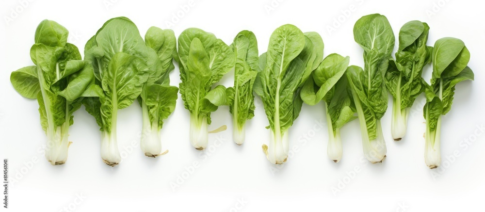 Fototapete a top down view of a bok choy harvest with a white background and plenty of space for copies or othe