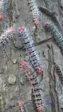 caterpillars of the moth species Cricula trifenestrata on a tree trunk. The color is black and red stripes on the head with white feathers