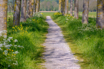 Typical Dutch polder land in spring, Gravel path with green grass under tree trunks, Golden yellow...