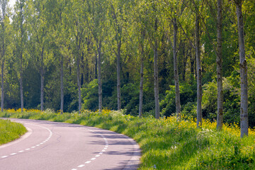 Spring landscape, Countryside with golden yellow Rapeseed (Canola) and White Anthriscus sylvestris (Cow Parsley) flowers, Wildflowers and green grass with tree on road side, Noord Holland, Netherlands - Powered by Adobe