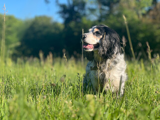 Russian Spaniel running in the green field