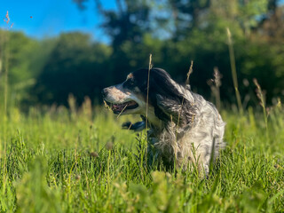 Russian Spaniel running in the green field