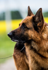 shepherd dog looking to the side