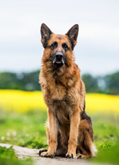 german shepherd dog sitting outdoors