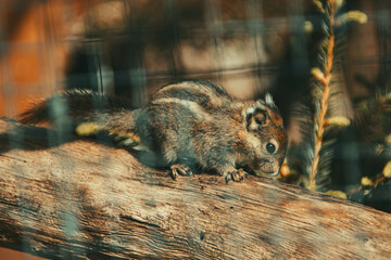 Streifenhörnchen