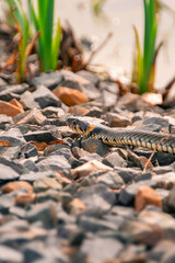 Natter und Frösche im Teich