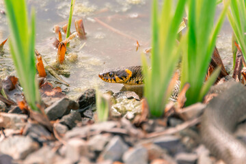 Natter und Frösche im Teich