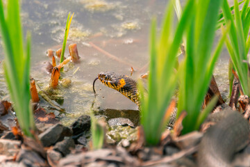Natter und Frösche im Teich
