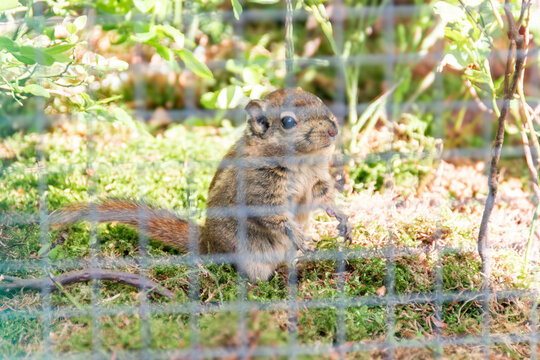 Streifenh&ouml;rnchen