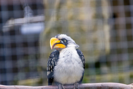 Vogel im Zoo