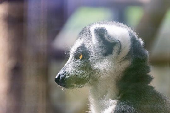 Katta im Zoo