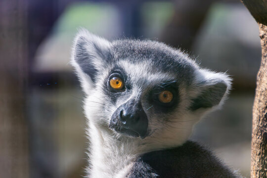 Katta im Zoo