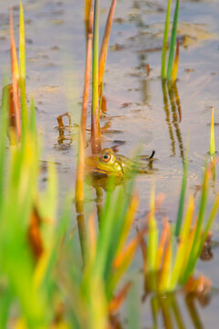 Natter und Fr&ouml;sche im Teich