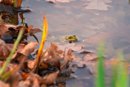 Natter und Fr&ouml;sche im Teich
