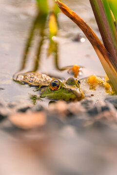 Natter und Fr&ouml;sche im Teich