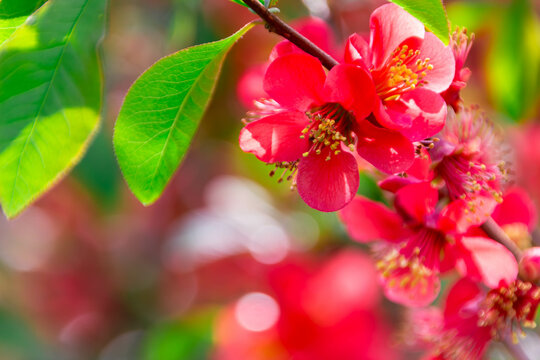 Rote Bl&uuml;te 
