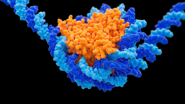 Histone proteins, illustration