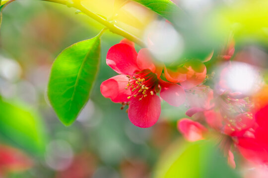 Rote Bl&uuml;te 