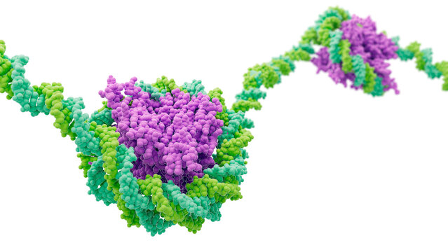 Nucleosome structure, illustration