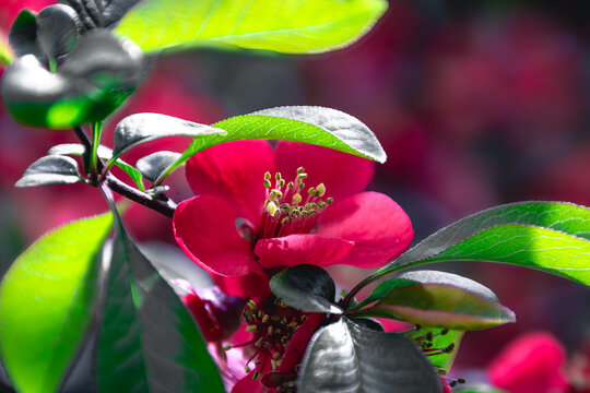 Rote Bl&uuml;te 