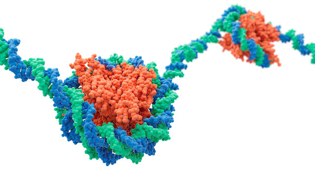 Histone proteins, illustration