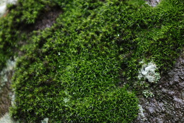 
Wet green moss on a stone.