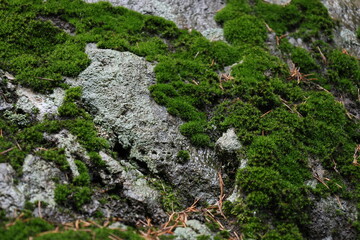 Wet green moss on a stone.