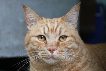 Red cat with orange eyes.
Shot with a long lens