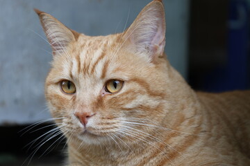 Red cat with orange eyes.