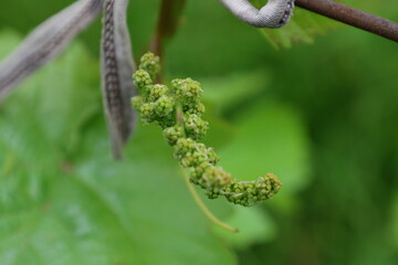 Inflorescence of grapes.
Shot with a long lens