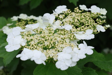 
Viburnum flowers.
Shot with a long lens.