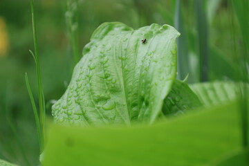 Grass covered with morning dew.
