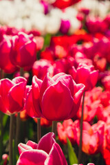 Pink Tulip flowers blooming in the garden field landscape. Beautiful spring garden with many red tulips outdoors. Blooming floral park in sunrise light. Stripped tulips growing in flourish meadow