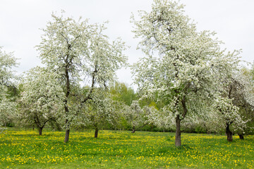 Naklejka premium Spring scene in May with blooming old apple trees and dandelions in Sigulda in Latvia