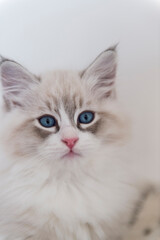 Porträt eines Neva Masquerade Kätzchen