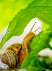 snail macro in the grass
