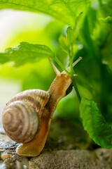 snail macro in the grass