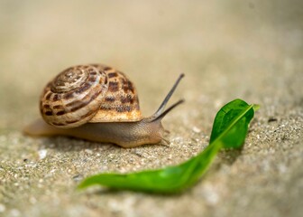 snail macro on the asphalt with a leaf