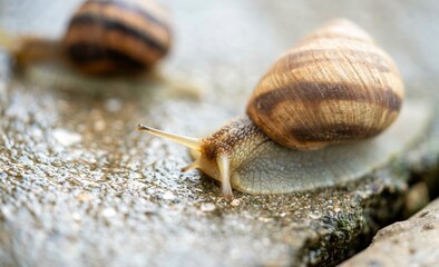 snails macro on the asphalt