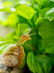 brown snail in the grass